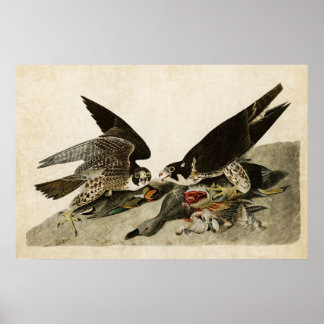 Poster Placa 16 | Falcão de pés Excelentes | Aves da Amér