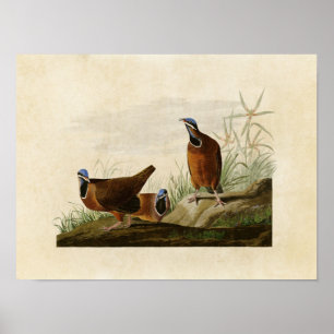 Poster Placa 172 Pombo De Cabeça Azul Aves da América