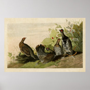 Póster Placa 176   Grous De Superfície   Aves da América