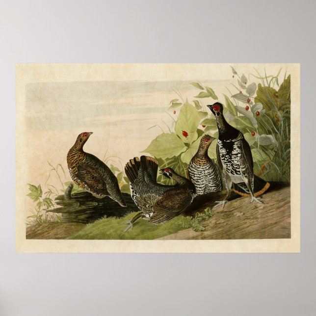 Póster Placa 176 | Grous De Superfície | Aves da América (Frente)