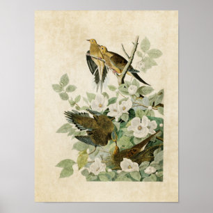 Póster Placa 17 Carolina Turtle Dove Aves da América