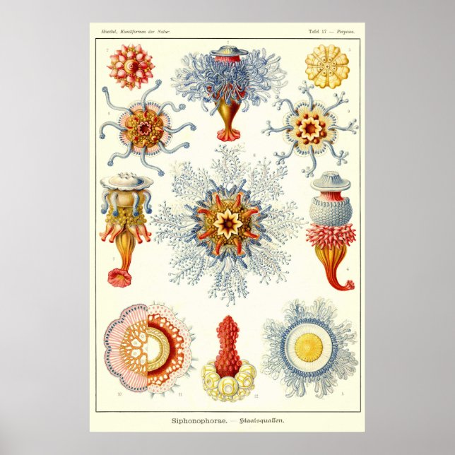 Póster Placa 17 Siphonophorae (Frente)