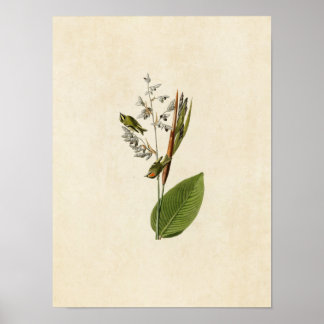 Poster Placa 183 | OURO | Aves da América