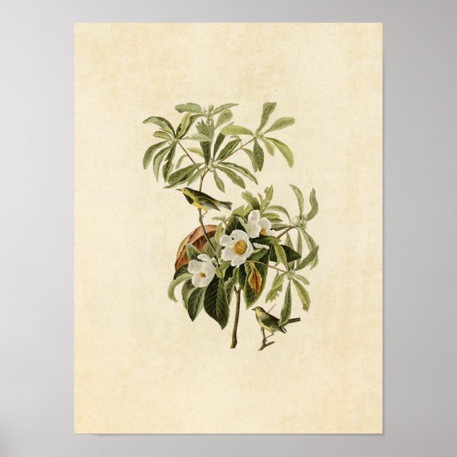 Poster Placa 185 | Oficial de Bachman | Aves da América (Frente)