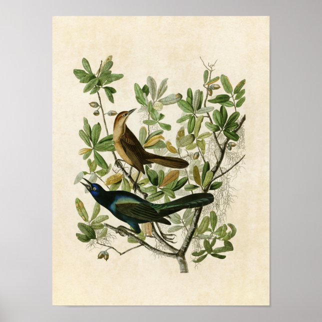 Póster Placa 187 | Empilhadeira De Barco | Aves da Améric (Frente)