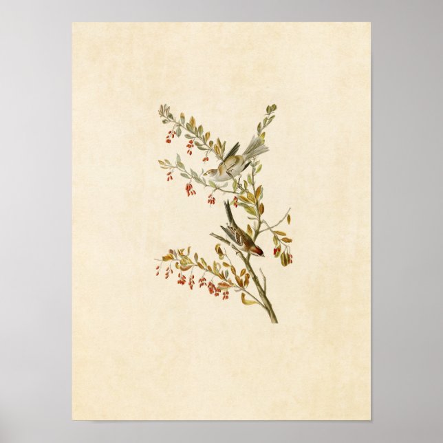 Póster Placa 188 | Reparo de árvores | Aves da América (Frente)