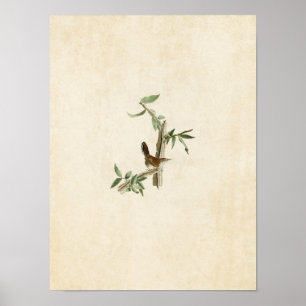 Poster Placa 18   Wren de Bewick   Aves da América