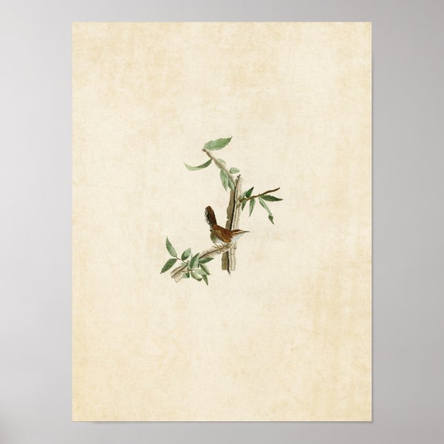 Poster Placa 18 | Wren de Bewick | Aves da América (Frente)