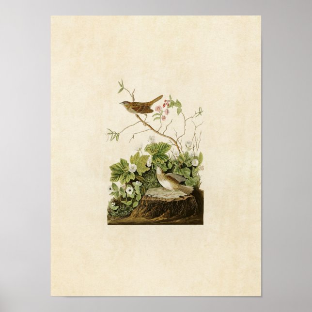 Poster Placa 193 | Lincoln Finch | Aves da América (Frente)