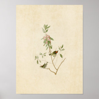 Póster Placa 195 | Ruby Crowned Wren | Aves da América