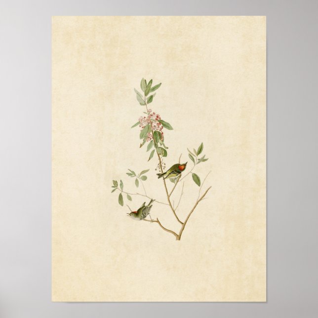 Póster Placa 195 | Ruby Crowned Wren | Aves da América (Frente)