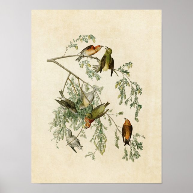 Póster Placa 197 | Crossbill | Aves da América (Frente)