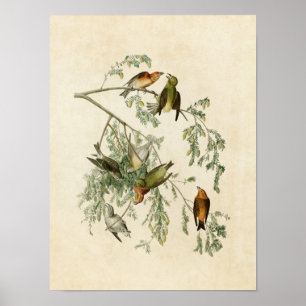 Póster Placa 197  Projeto americano  Aves da América