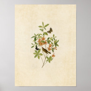 Póster Placa 198   Warbler De Cabeça Castanha