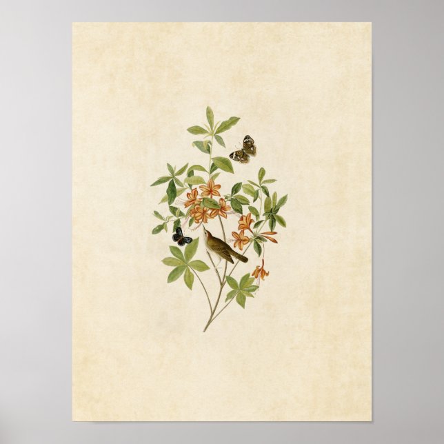 Póster Placa 198 | Warbler De Cabeça Castanha (Frente)