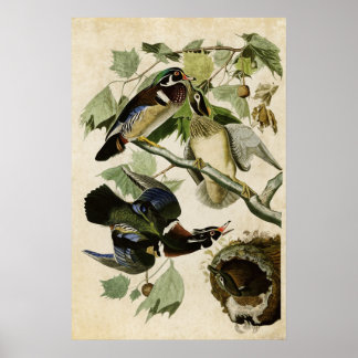 Póster Placa 206 | Pato de Verão ou de madeira | Aves da