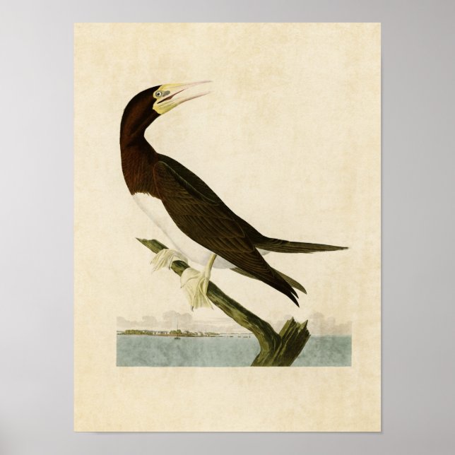 Poster Placa 207 | Booby Gannet | Aves da América (Frente)