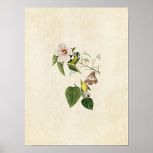 Póster Placa 20 Warbler Amarelo-Asas-Azuis