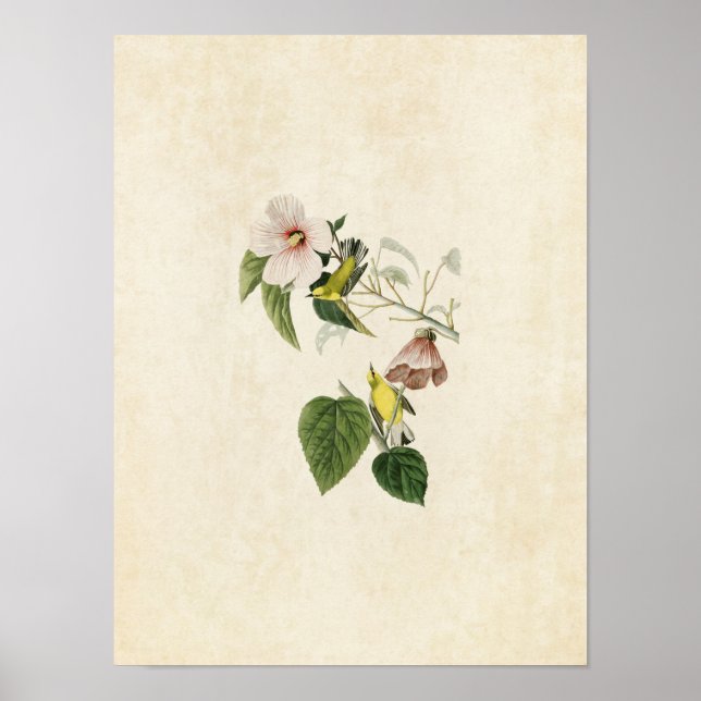 Póster Placa 20 | Warbler Amarelo-Asas-Azuis (Frente)