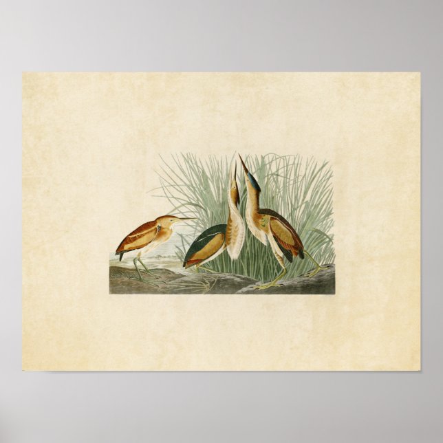 Póster Placa 210 | Menos amargo | Aves da América (Frente)