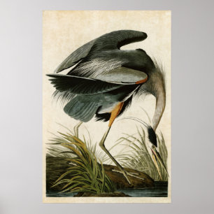 Póster Placa 211   Herão Excelente   Aves da América