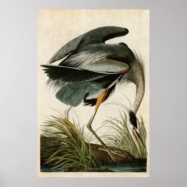 Póster Placa 211 | Herão Excelente | Aves da América (Frente)