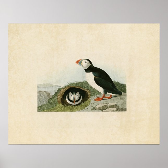 Póster Placa 213 | Puffin | Aves da América (Frente)