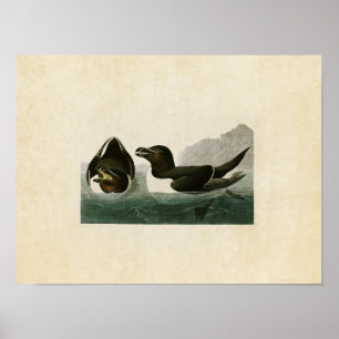 Póster Placa 214 Razorbill Aves da América