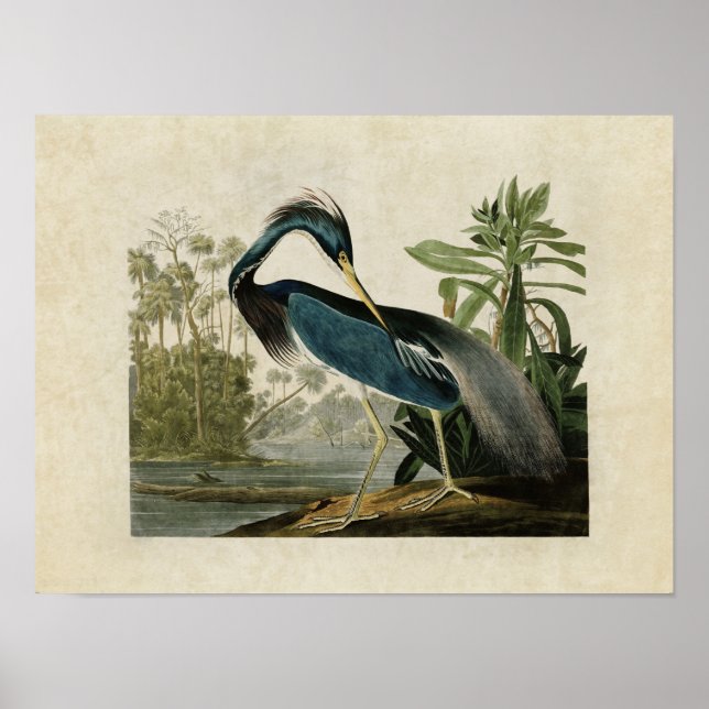 Poster Placa 217 | Louisiana Heron | Aves da América (Frente)