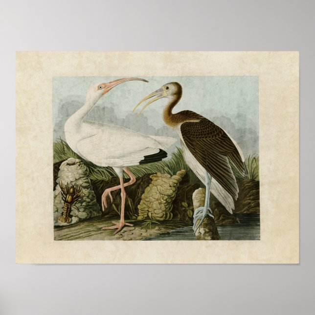 Póster Placa 222 | Bis Branco | Aves da América (Frente)