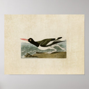 Póster Placa 223 Oystercatcher Pied Aves da América