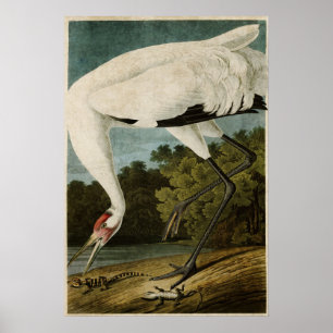 Póster Placa 226   Grua-de-bico   Aves da América