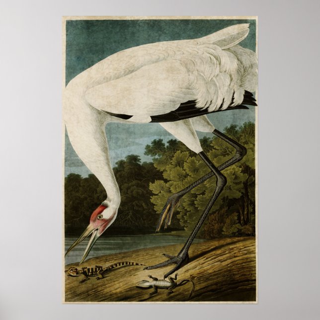 Póster Placa 226 | Grua-de-bico | Aves da América (Frente)