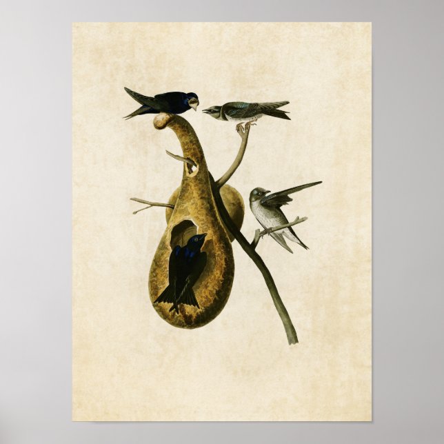 Póster Placa 22 | Martin Roxo | Aves da América (Frente)