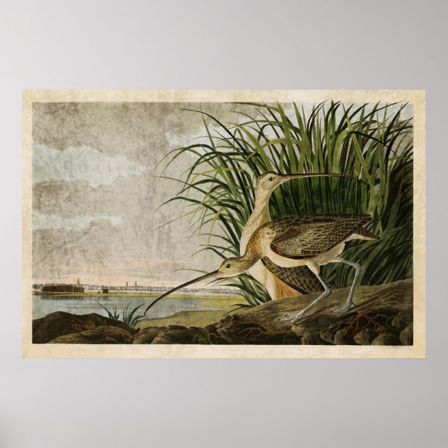 Poster Placa 231 | Curlew de Longa Distância | Aves da Am (Frente)