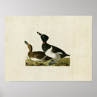 Póster Placa 234 | Pato Tufado | Aves da América