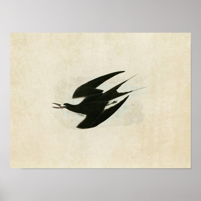 Póster Placa 235 | Sooty Tern | Aves da América (Frente)