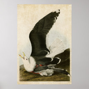 Póster Placa 241   Gaivota em preto   Aves da América