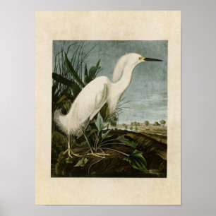 Póster Placa 242 Snowy Heron ou White Egret