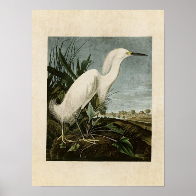 Póster Placa 242 | Snowy Heron ou White Egret (Frente)