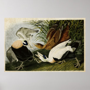 Póster Placa 246   Pato Eleitor   Aves da América
