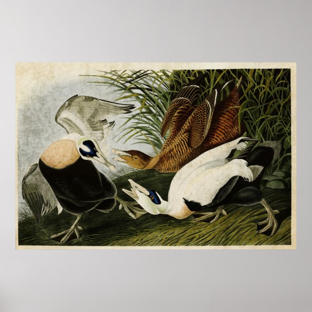 Póster Placa 246 | Pato Eleitor | Aves da América (Frente)