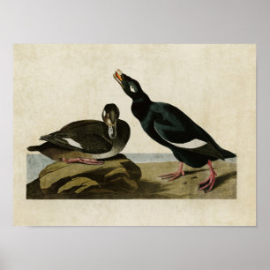 Póster Placa 247   Velvet Duck   Aves da América