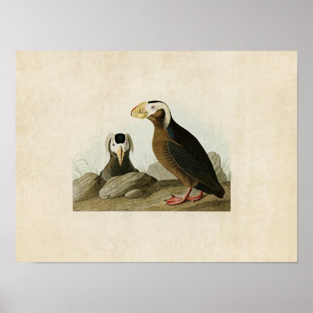 Poster Placa 249 | Tufted Auk | Aves da América (Frente)