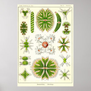 Póster Placa 24 Desmdiea