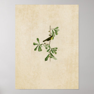 Poster Placa 24 | Garganta amarela de Roscoe