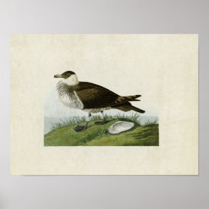 Póster Placa 253   Jaeger   Aves da América