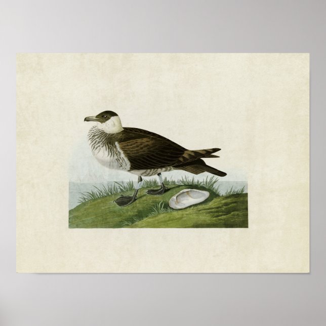 Póster Placa 253 | Jaeger | Aves da América (Frente)