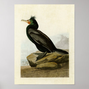 Póster Placa 257   Corvos-marinhos duplos