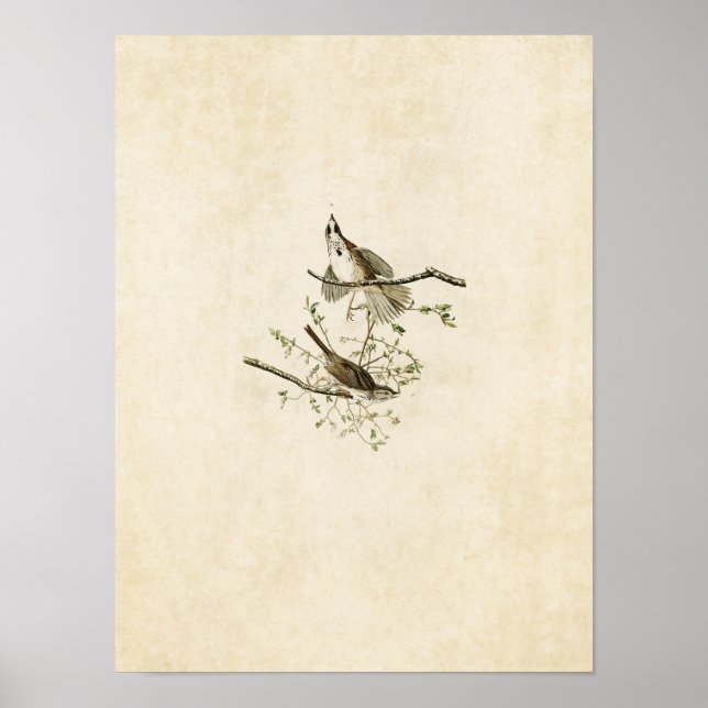 Póster Placa 25 | Song Sparrow | Aves da América (Frente)